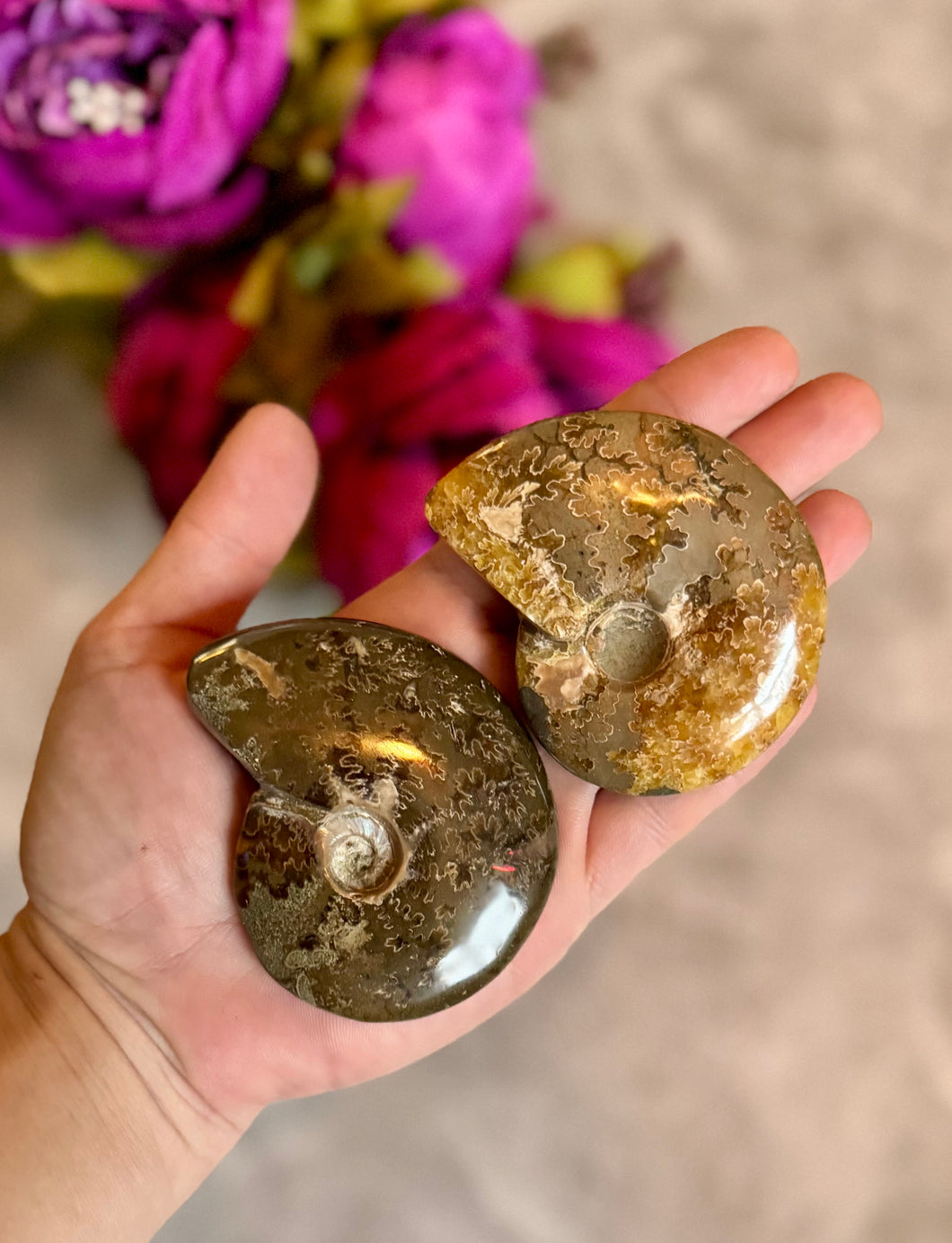 Polished Ammonite Fossils, ethically sourced fossils