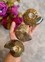 Load image into Gallery viewer, Polished Ammonite Fossils, ethically sourced fossils
