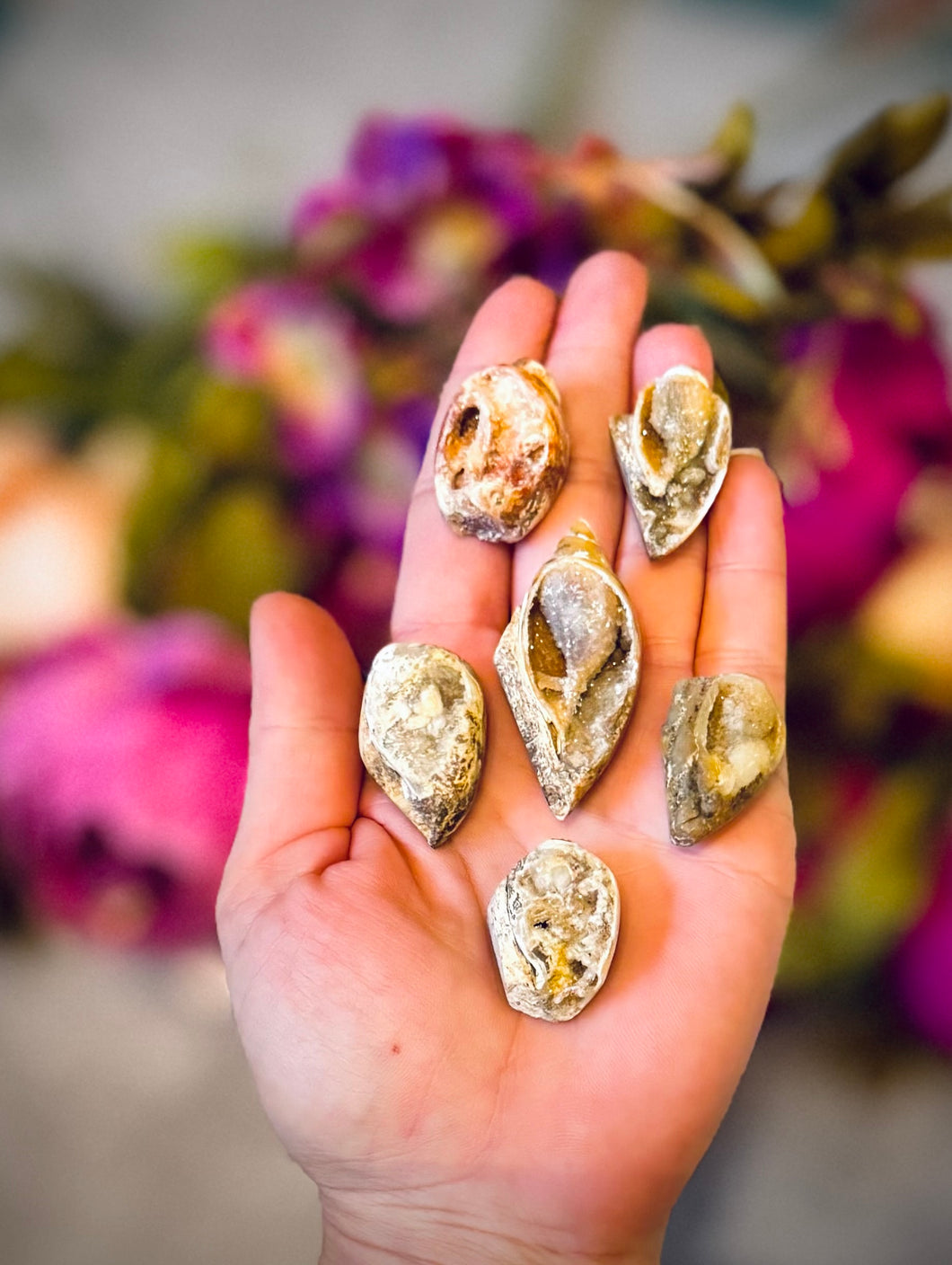 Druzy Shell Fossils, Rare Fossilized Shell From India