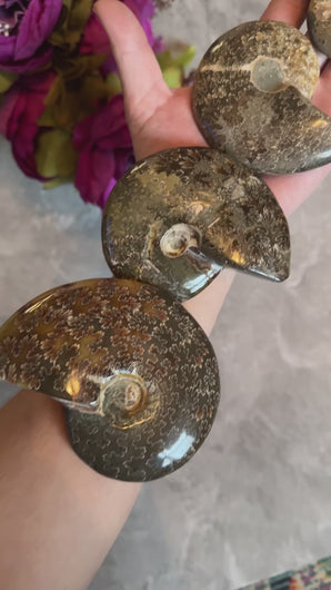 POLSIHED AMMONITE FOSSILS