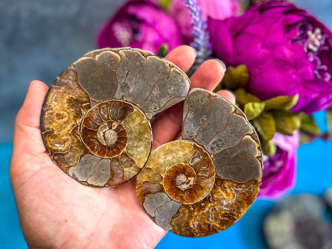 Polished Ammonite Pairs, Ethically Sourced Ammonite Halves